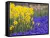 Daffodils and Grape Hyacinth, Keukenhof Gardens, Lisse, Netherlands-Adam Jones-Framed Stretched Canvas