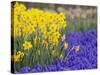 Daffodils and Grape Hyacinth, Keukenhof Gardens, Lisse, Netherlands-Adam Jones-Stretched Canvas