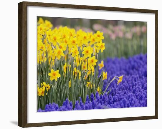 Daffodils and Grape Hyacinth, Keukenhof Gardens, Lisse, Netherlands-Adam Jones-Framed Photographic Print