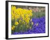 Daffodils and Grape Hyacinth, Keukenhof Gardens, Lisse, Netherlands-Adam Jones-Framed Photographic Print