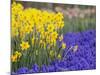 Daffodils and Grape Hyacinth, Keukenhof Gardens, Lisse, Netherlands-Adam Jones-Mounted Photographic Print