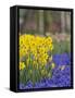 Daffodils and Grape Hyacinth, Keukenhof Gardens, Lisse, Netherlands-Adam Jones-Framed Stretched Canvas