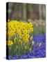 Daffodils and Grape Hyacinth, Keukenhof Gardens, Lisse, Netherlands-Adam Jones-Stretched Canvas