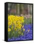 Daffodils and Grape Hyacinth, Keukenhof Gardens, Lisse, Netherlands-Adam Jones-Framed Stretched Canvas