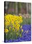 Daffodils and Grape Hyacinth, Keukenhof Gardens, Lisse, Netherlands-Adam Jones-Stretched Canvas