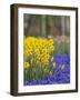 Daffodils and Grape Hyacinth, Keukenhof Gardens, Lisse, Netherlands-Adam Jones-Framed Photographic Print