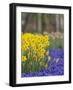 Daffodils and Grape Hyacinth, Keukenhof Gardens, Lisse, Netherlands-Adam Jones-Framed Photographic Print