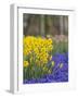 Daffodils and Grape Hyacinth, Keukenhof Gardens, Lisse, Netherlands-Adam Jones-Framed Photographic Print