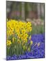 Daffodils and Grape Hyacinth, Keukenhof Gardens, Lisse, Netherlands-Adam Jones-Mounted Photographic Print