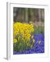 Daffodils and Grape Hyacinth, Keukenhof Gardens, Lisse, Netherlands-Adam Jones-Framed Photographic Print