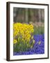 Daffodils and Grape Hyacinth, Keukenhof Gardens, Lisse, Netherlands-Adam Jones-Framed Photographic Print