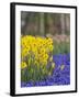 Daffodils and Grape Hyacinth, Keukenhof Gardens, Lisse, Netherlands-Adam Jones-Framed Photographic Print