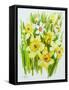 Daffodils and narcissus-Joan Thewsey-Framed Stretched Canvas