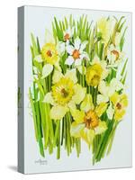 Daffodils and narcissus-Joan Thewsey-Stretched Canvas