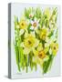 Daffodils and narcissus-Joan Thewsey-Stretched Canvas