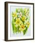 Daffodils and narcissus-Joan Thewsey-Framed Giclee Print