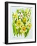 Daffodils and narcissus-Joan Thewsey-Framed Giclee Print