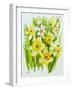 Daffodils and narcissus-Joan Thewsey-Framed Giclee Print