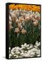 Daffodils and Tulips in the Garden of Anemones Gamekeepers in the Foreground.-protechpr-Framed Stretched Canvas