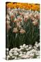 Daffodils and Tulips in the Garden of Anemones Gamekeepers in the Foreground.-protechpr-Stretched Canvas