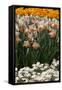 Daffodils and Tulips in the Garden of Anemones Gamekeepers in the Foreground.-protechpr-Framed Stretched Canvas
