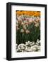 Daffodils and Tulips in the Garden of Anemones Gamekeepers in the Foreground.-protechpr-Framed Photographic Print