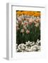 Daffodils and Tulips in the Garden of Anemones Gamekeepers in the Foreground.-protechpr-Framed Photographic Print