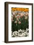 Daffodils and Tulips in the Garden of Anemones Gamekeepers in the Foreground.-protechpr-Framed Photographic Print