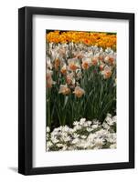 Daffodils and Tulips in the Garden of Anemones Gamekeepers in the Foreground.-protechpr-Framed Photographic Print