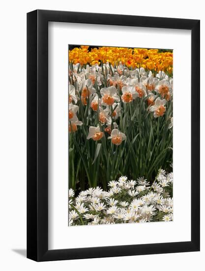 Daffodils and Tulips in the Garden of Anemones Gamekeepers in the Foreground.-protechpr-Framed Photographic Print