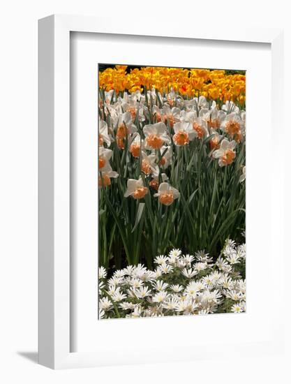Daffodils and Tulips in the Garden of Anemones Gamekeepers in the Foreground.-protechpr-Framed Photographic Print