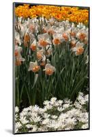 Daffodils and Tulips in the Garden of Anemones Gamekeepers in the Foreground.-protechpr-Mounted Photographic Print