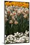 Daffodils and Tulips in the Garden of Anemones Gamekeepers in the Foreground.-protechpr-Mounted Photographic Print