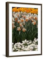 Daffodils and Tulips in the Garden of Anemones Gamekeepers in the Foreground.-protechpr-Framed Photographic Print