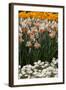 Daffodils and Tulips in the Garden of Anemones Gamekeepers in the Foreground.-protechpr-Framed Photographic Print