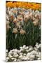 Daffodils and Tulips in the Garden of Anemones Gamekeepers in the Foreground.-protechpr-Mounted Photographic Print