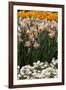 Daffodils and Tulips in the Garden of Anemones Gamekeepers in the Foreground.-protechpr-Framed Photographic Print