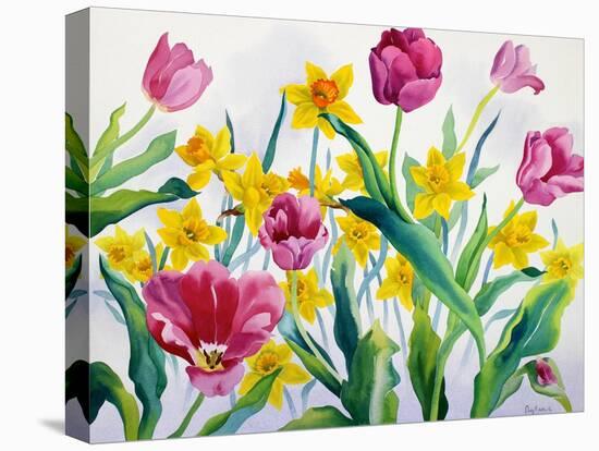 Daffodils and Tulips-Christopher Ryland-Stretched Canvas