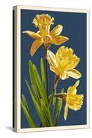 Daffodils - Blue Background-Lantern Press-Stretched Canvas