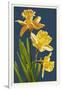 Daffodils - Blue Background-Lantern Press-Framed Art Print