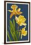 Daffodils - Blue Background-Lantern Press-Framed Art Print