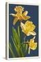 Daffodils - Blue Background-Lantern Press-Stretched Canvas