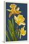 Daffodils - Blue Background-Lantern Press-Stretched Canvas