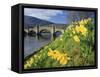 Daffodils by the River Tay and Wade's Bridge, Aberfeldy, Perthshire, Scotland, UK, Europe-Kathy Collins-Framed Stretched Canvas