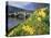 Daffodils by the River Tay and Wade's Bridge, Aberfeldy, Perthshire, Scotland, UK, Europe-Kathy Collins-Stretched Canvas