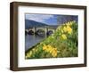 Daffodils by the River Tay and Wade's Bridge, Aberfeldy, Perthshire, Scotland, UK, Europe-Kathy Collins-Framed Photographic Print