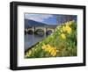 Daffodils by the River Tay and Wade's Bridge, Aberfeldy, Perthshire, Scotland, UK, Europe-Kathy Collins-Framed Photographic Print