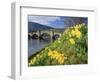 Daffodils by the River Tay and Wade's Bridge, Aberfeldy, Perthshire, Scotland, UK, Europe-Kathy Collins-Framed Photographic Print