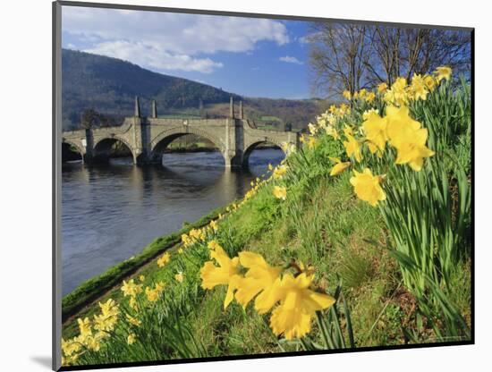 Daffodils by the River Tay and Wade's Bridge, Aberfeldy, Perthshire, Scotland, UK, Europe-Kathy Collins-Mounted Photographic Print