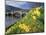 Daffodils by the River Tay and Wade's Bridge, Aberfeldy, Perthshire, Scotland, UK, Europe-Kathy Collins-Mounted Photographic Print